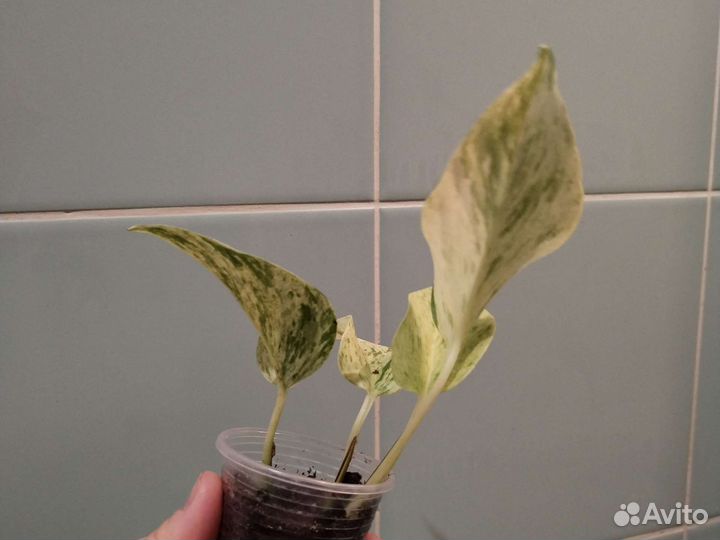 Филодендрон, хоия, эпипренум