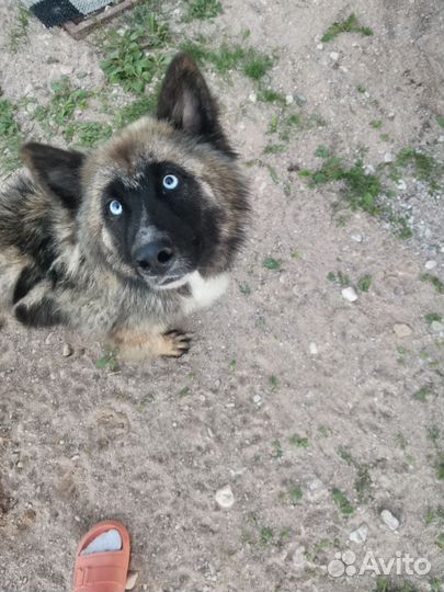 Найдена собака