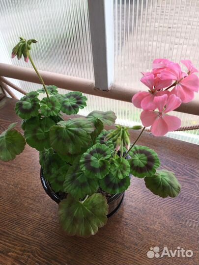 Пеларгония герань