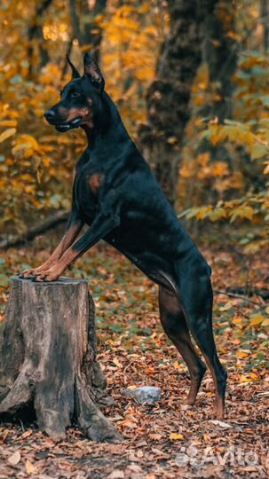 Доберман для фотосессии