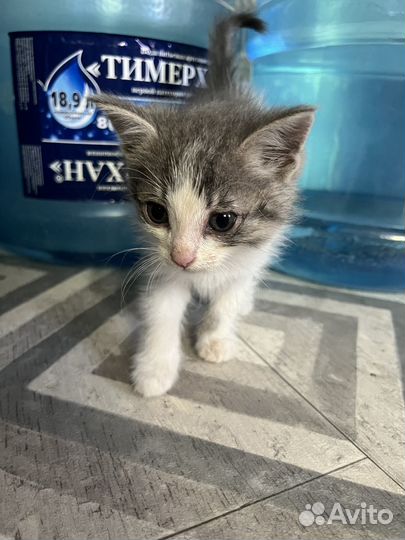 Котята в добрые руки бесплатно коты