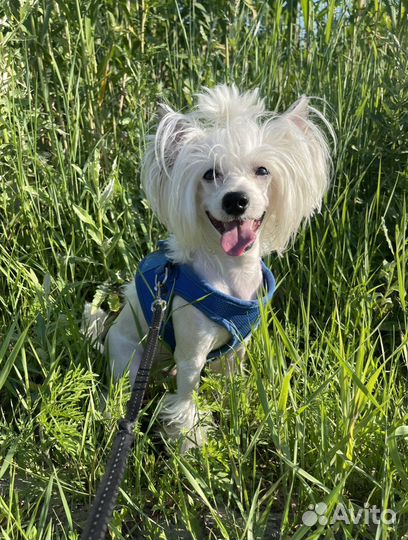 Китайская хохлатая пуховая