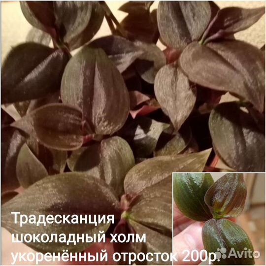 Комнатные растения