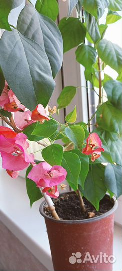 Бугенвиллия