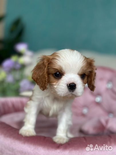 Кавалерчики мальчик и девочка