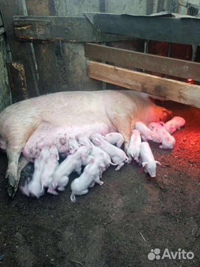 Поросята