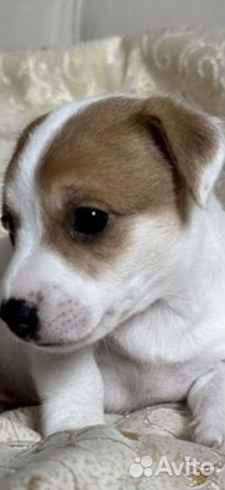 Джек Рассел терьер