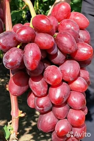 Саженцы Винограда Велюр