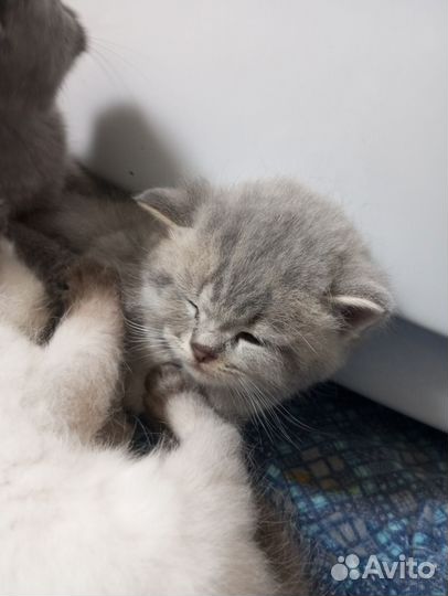 Британская