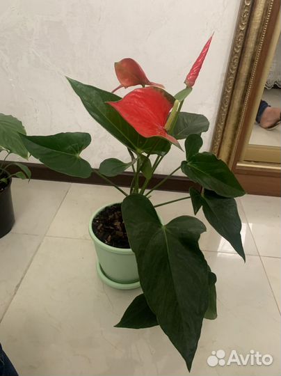 Антуриум красный