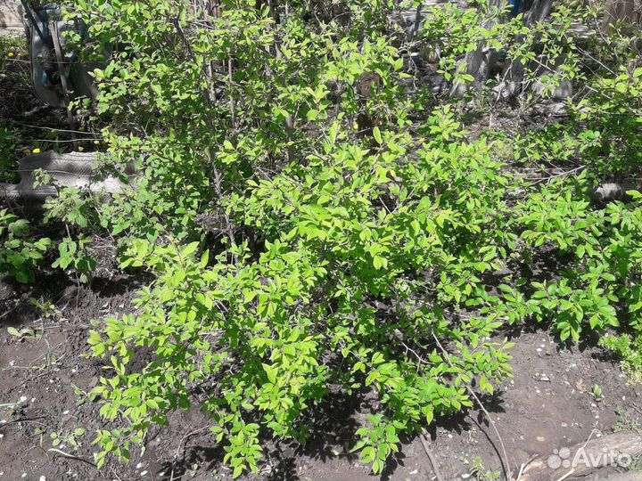 Слива желтая