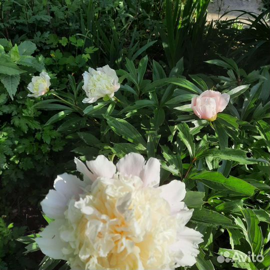 Пионы на посадку