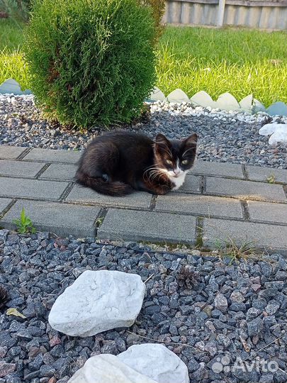 Кошки бесплатно