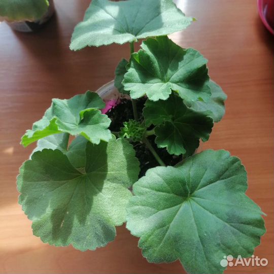 Укорененные черенки сортовой герани