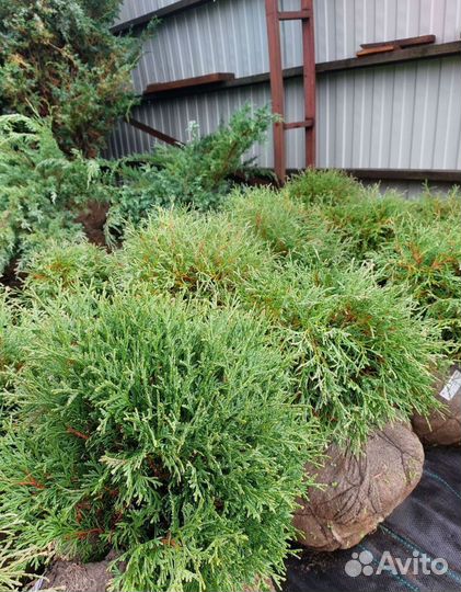 Саженцы Туя конусная Смарагд до 2м Smaragd Сосна