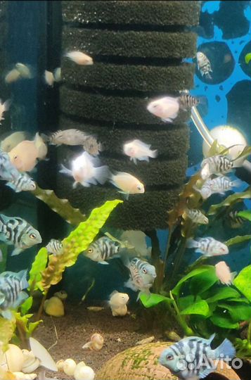 Сапфировый попугай, аквариум 20л., Цихлиды