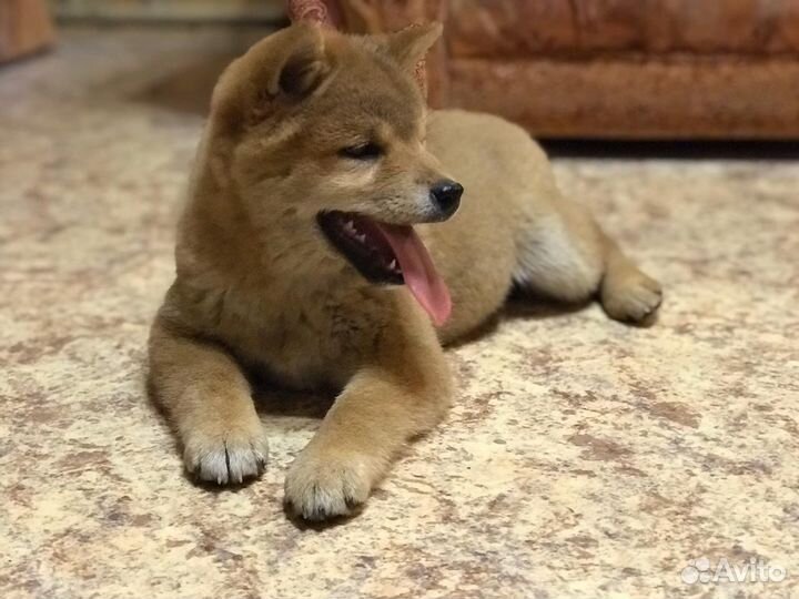 Шиба сиба ину