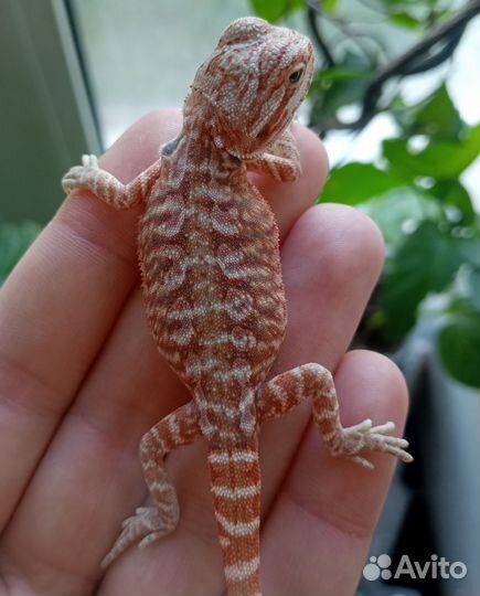 Яркие малыши бородатой агамы 50%ред)