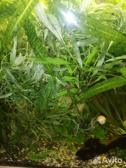 Для Аквариумистики
