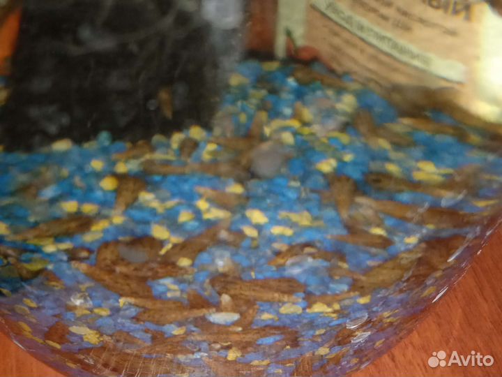 Улитка Мелания для аквариума