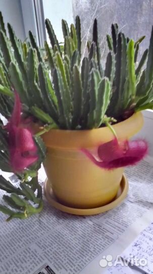 Кактус цветущий