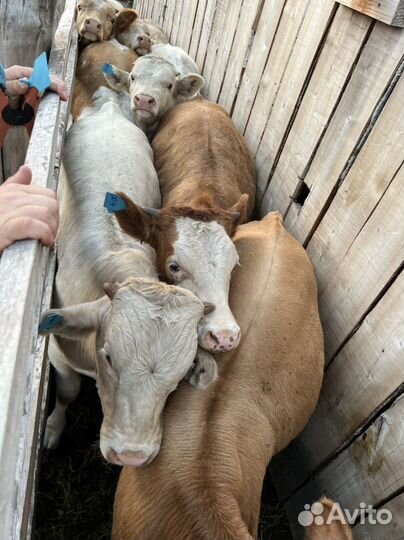 Бычки и быки