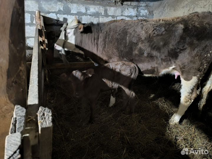 Телочки от молочных коров