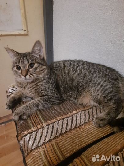 Котята, мальчишк и девочка, 6 месяцев