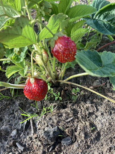 Дача 50 м² на участке 5 сот.