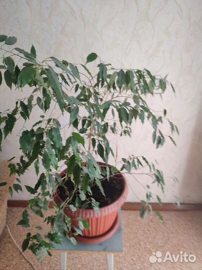 Фикус Бенджамина