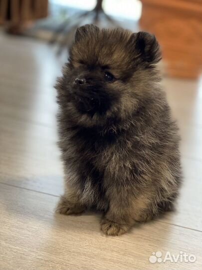 Померанский шпиц вязка кобель