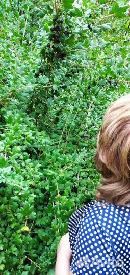 Крыжовник (ягоды ). Сорт чёрный негус