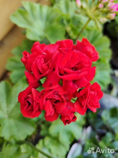 Пеларгонии