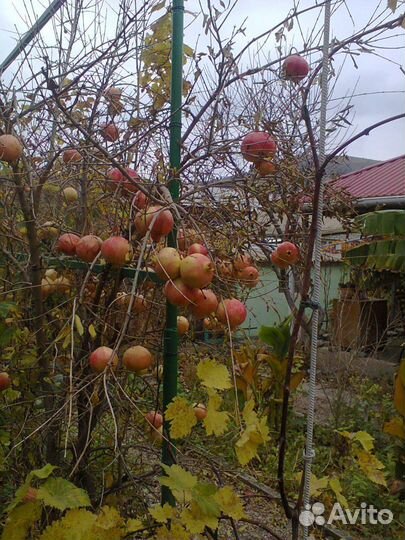 Саженцы хурмы, гранат, инжир