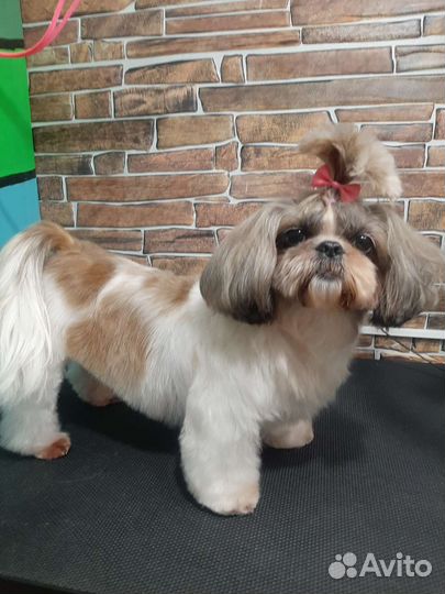 Стрижка собак и кошек, груминг,грумер