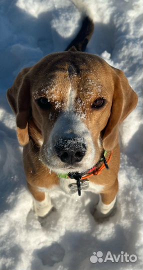 Вязка кобель бигль