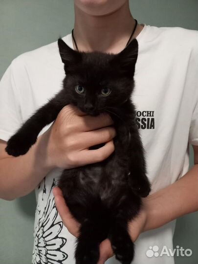 Котята даром