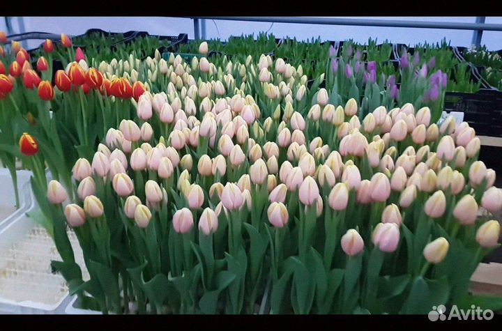 Тюльпаны оптом напрямую из теплицы