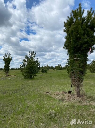 Сосна обыкновенная с доставкой и посадкой