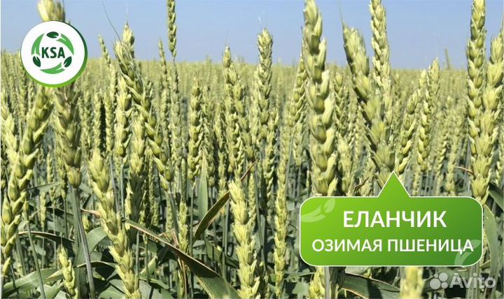 Озимая пшеница 