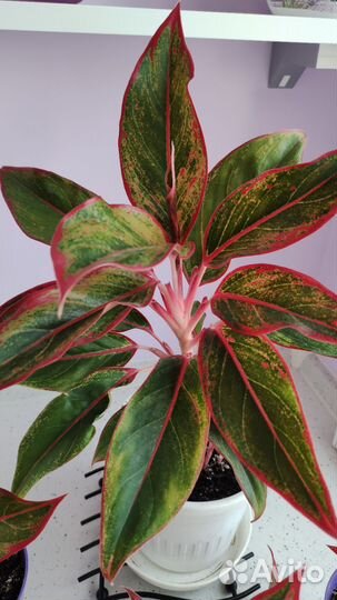 Аглаонема крит