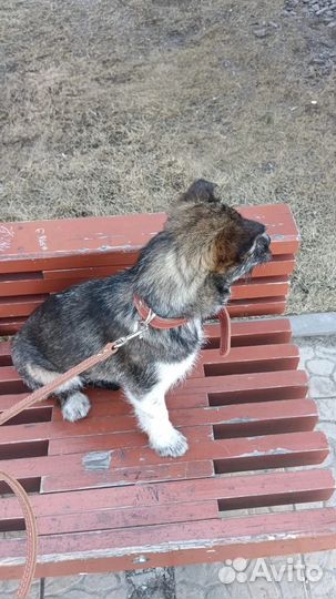 Собачка в добрые руки