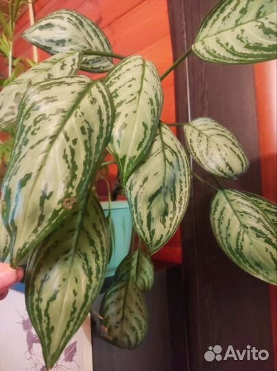 Аглаонема Silver Queen