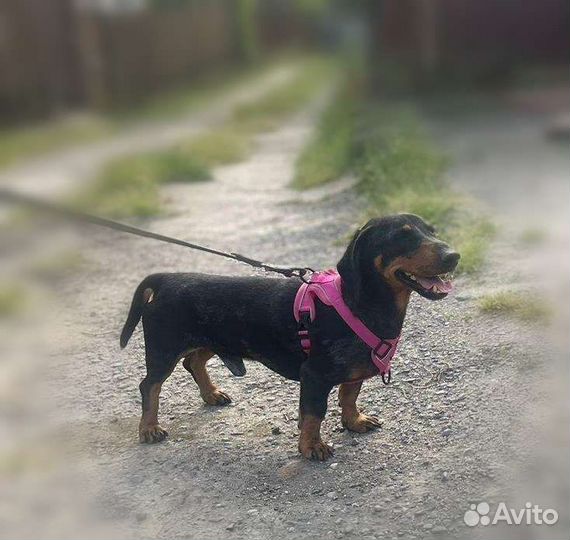 Такс в добрые руки