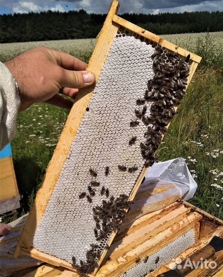 Улей с пчелами