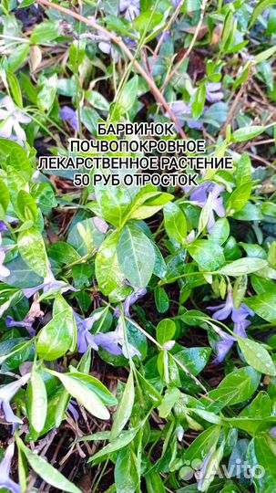 Домашние цветы