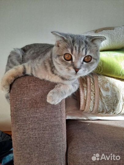 Отдам в добрые руки