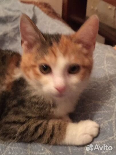 Котенок в семью