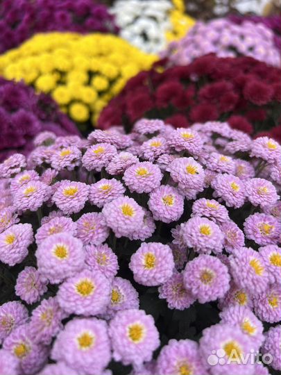 Хризантема