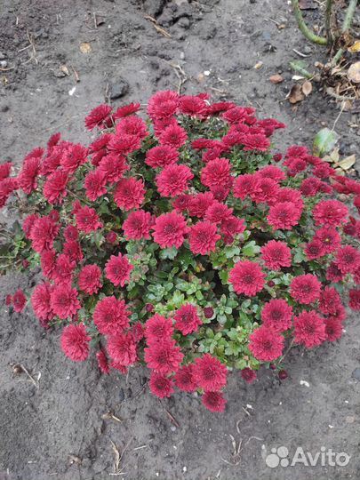 Хризантемы мультифлора шаровидная